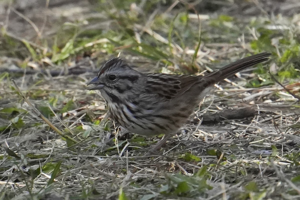 Song Sparrow - ML645578827