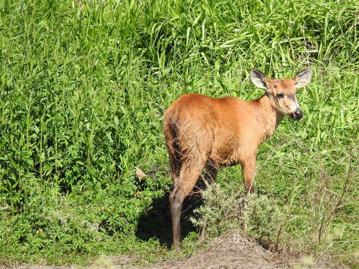 Animals - ML645578828