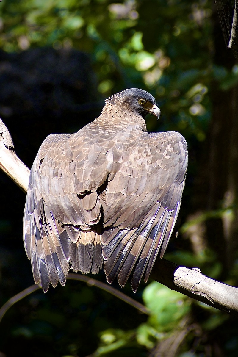 Хохлатый змееяд - ML645578837