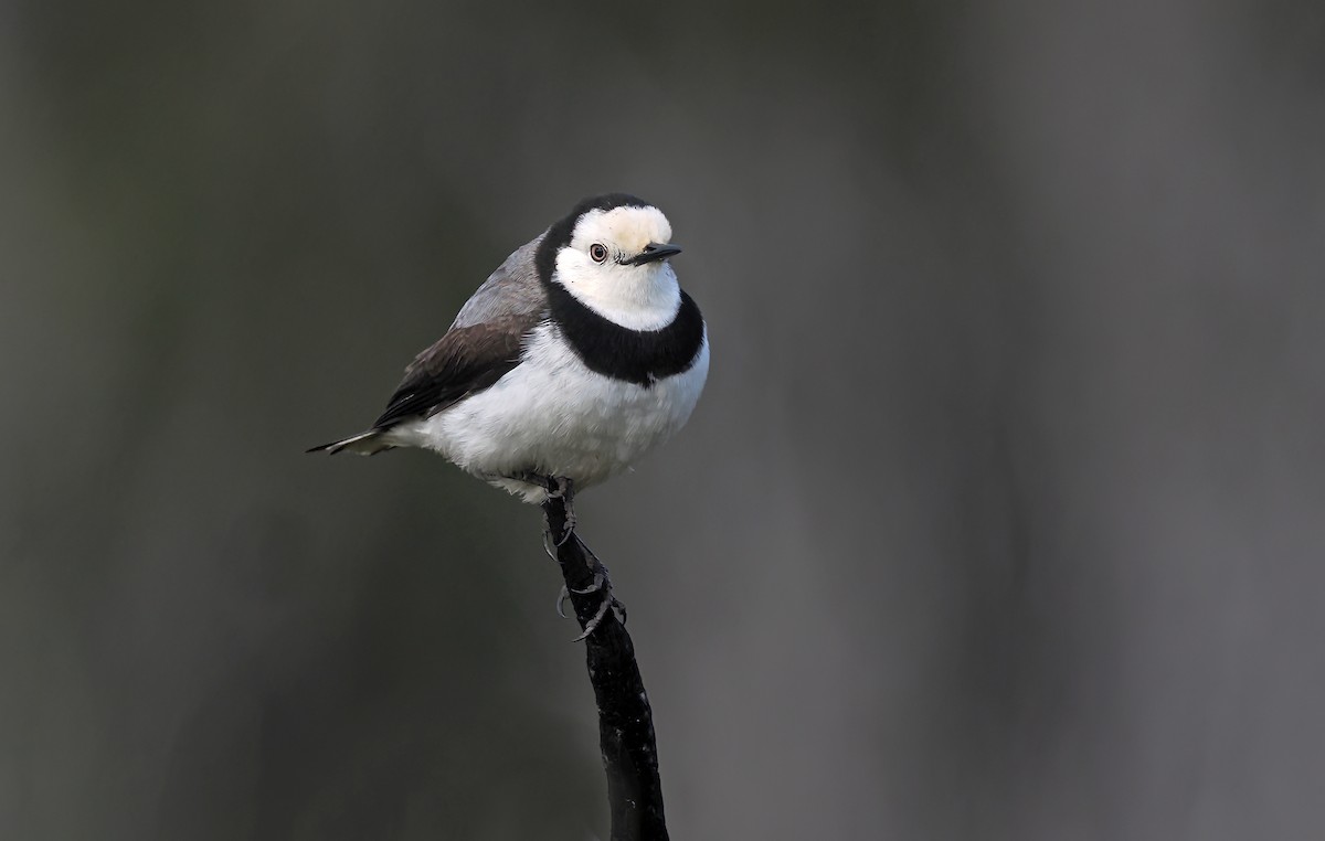 White-fronted Chat - ML645578839