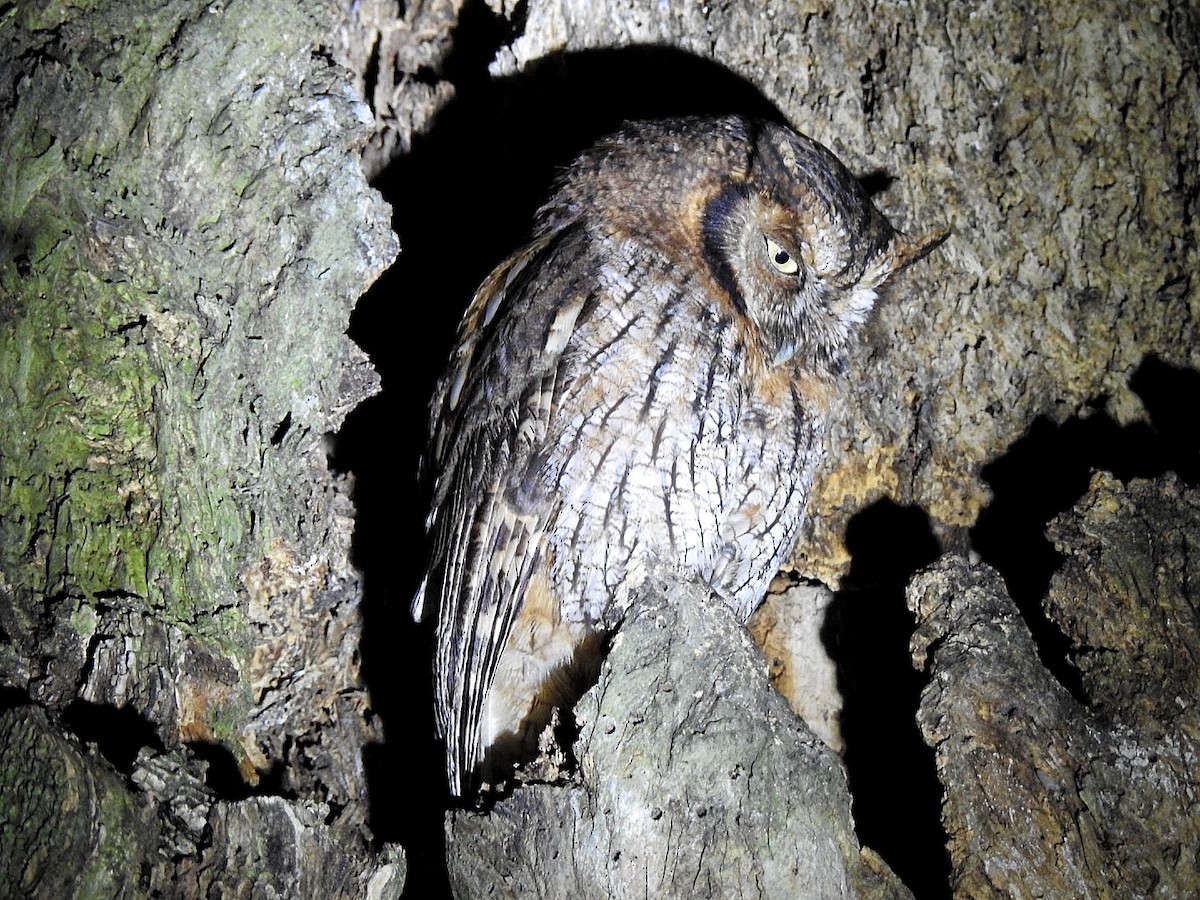 Tropical Screech-Owl - ML645578843