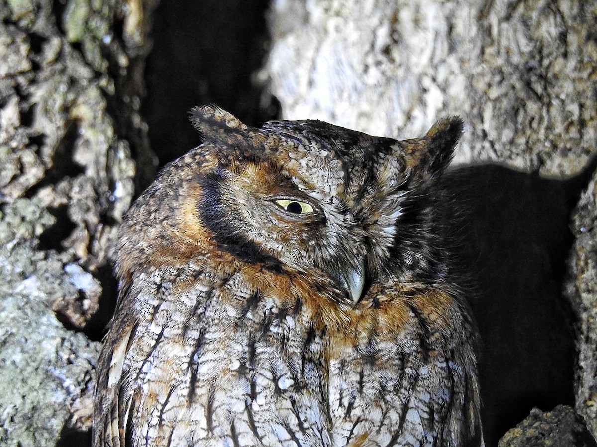 Tropical Screech-Owl - ML645578844