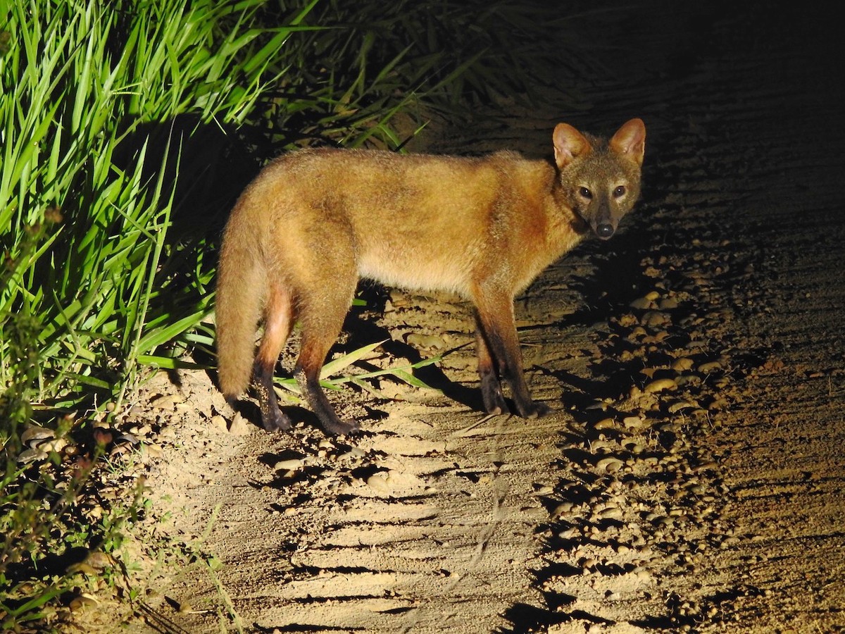 Animals - ML645578847