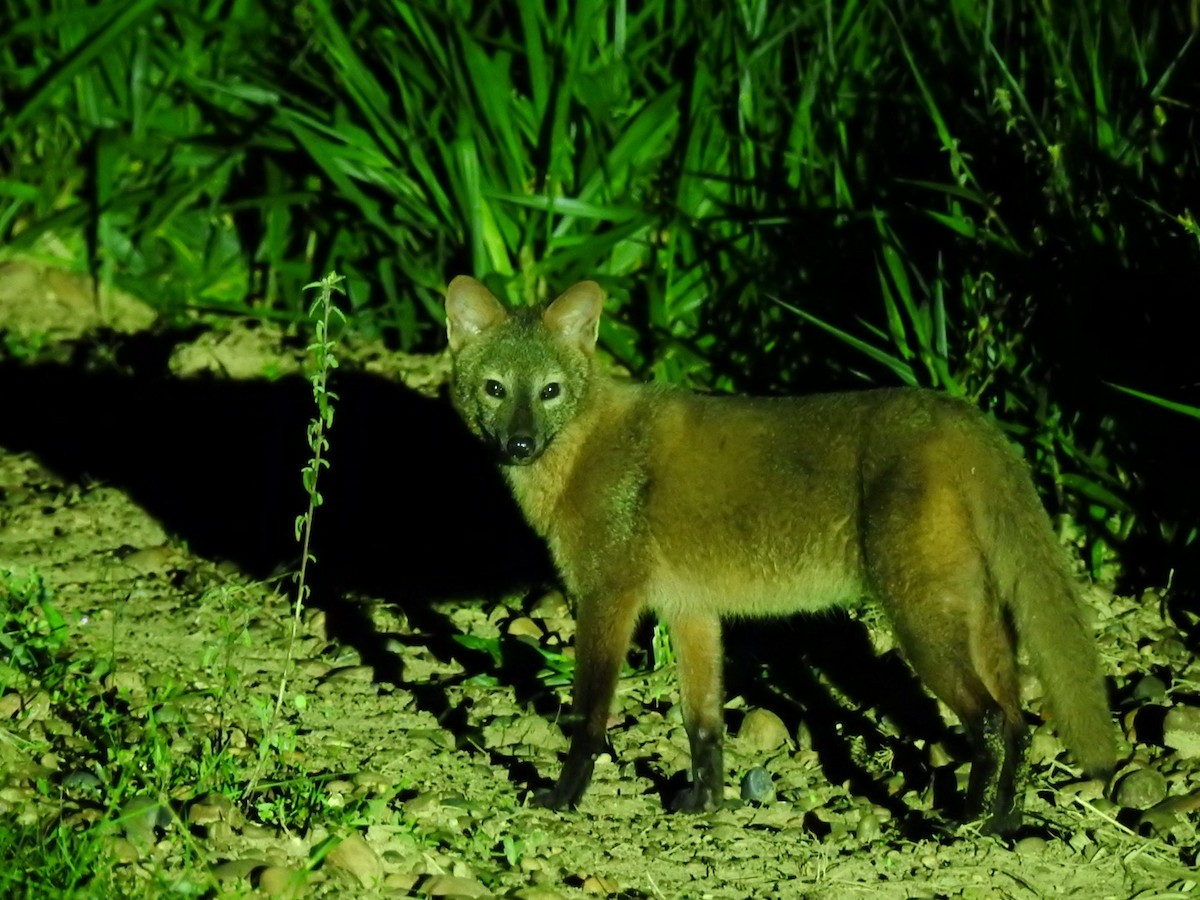 Animals - ML645578848