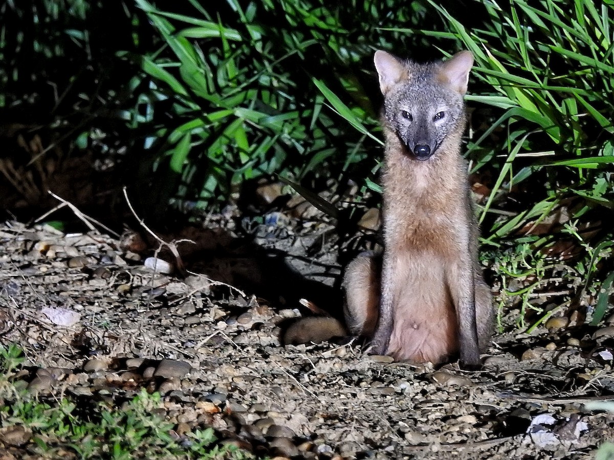 Animals - ML645578849