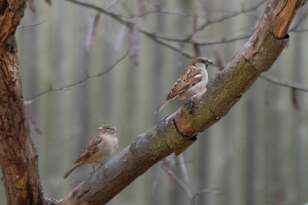 דרור הבית - ML645578858