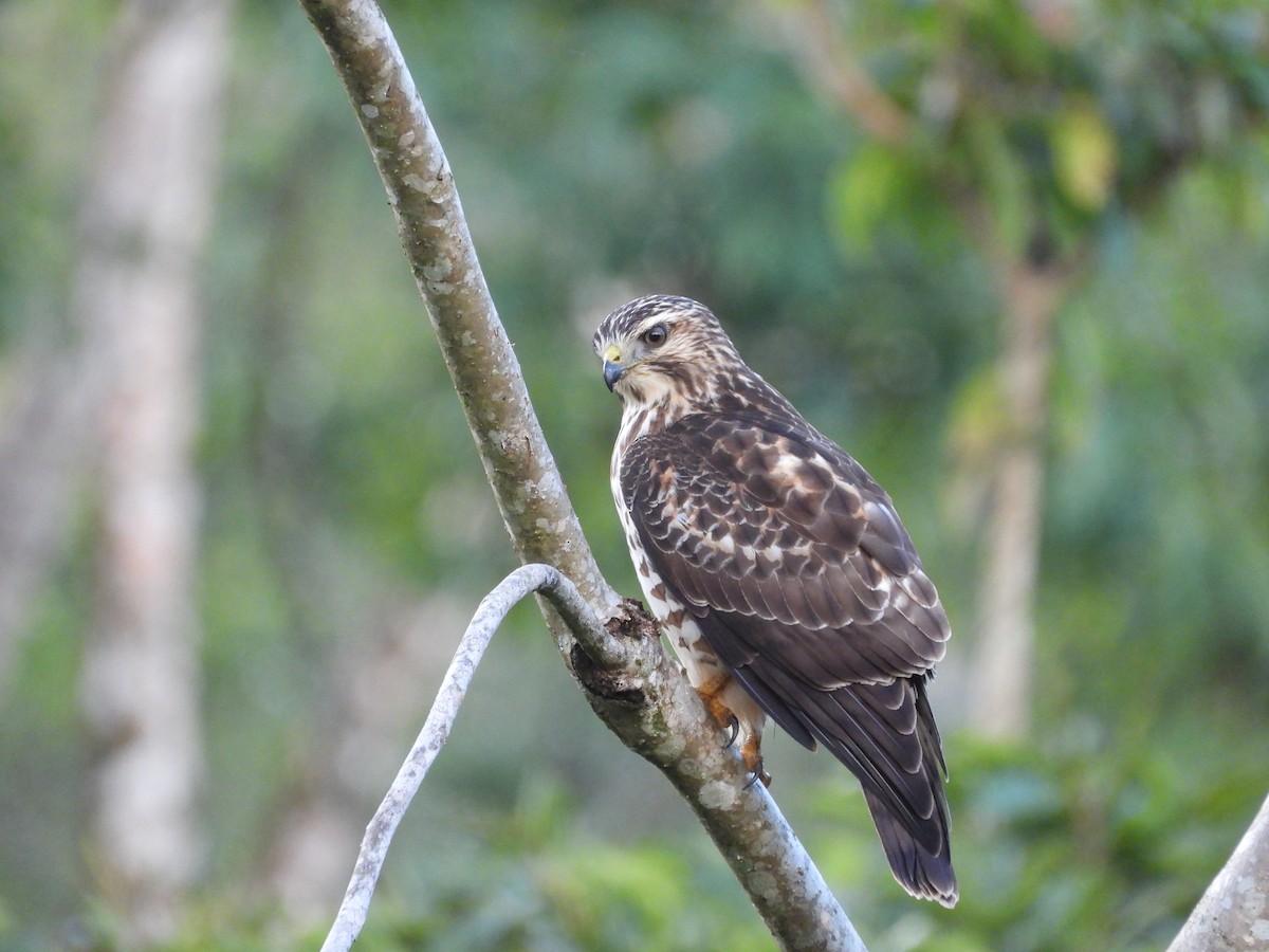 Канюк ширококрилий - ML645578877