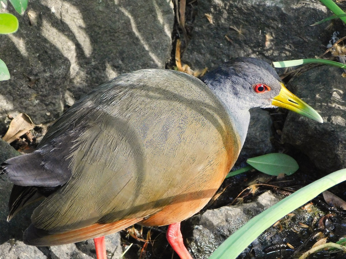 Gray-cowled Wood-Rail - ML645578880
