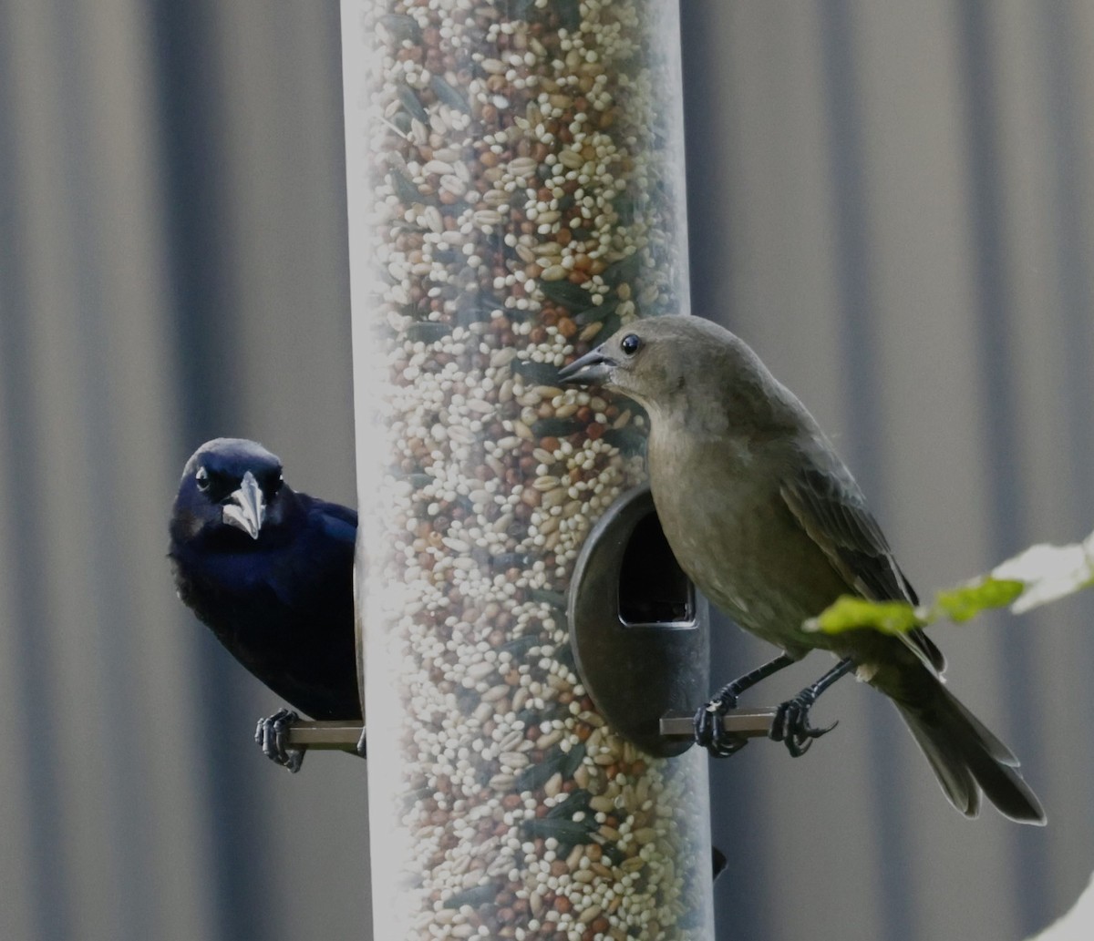 Shiny Cowbird - ML645578884