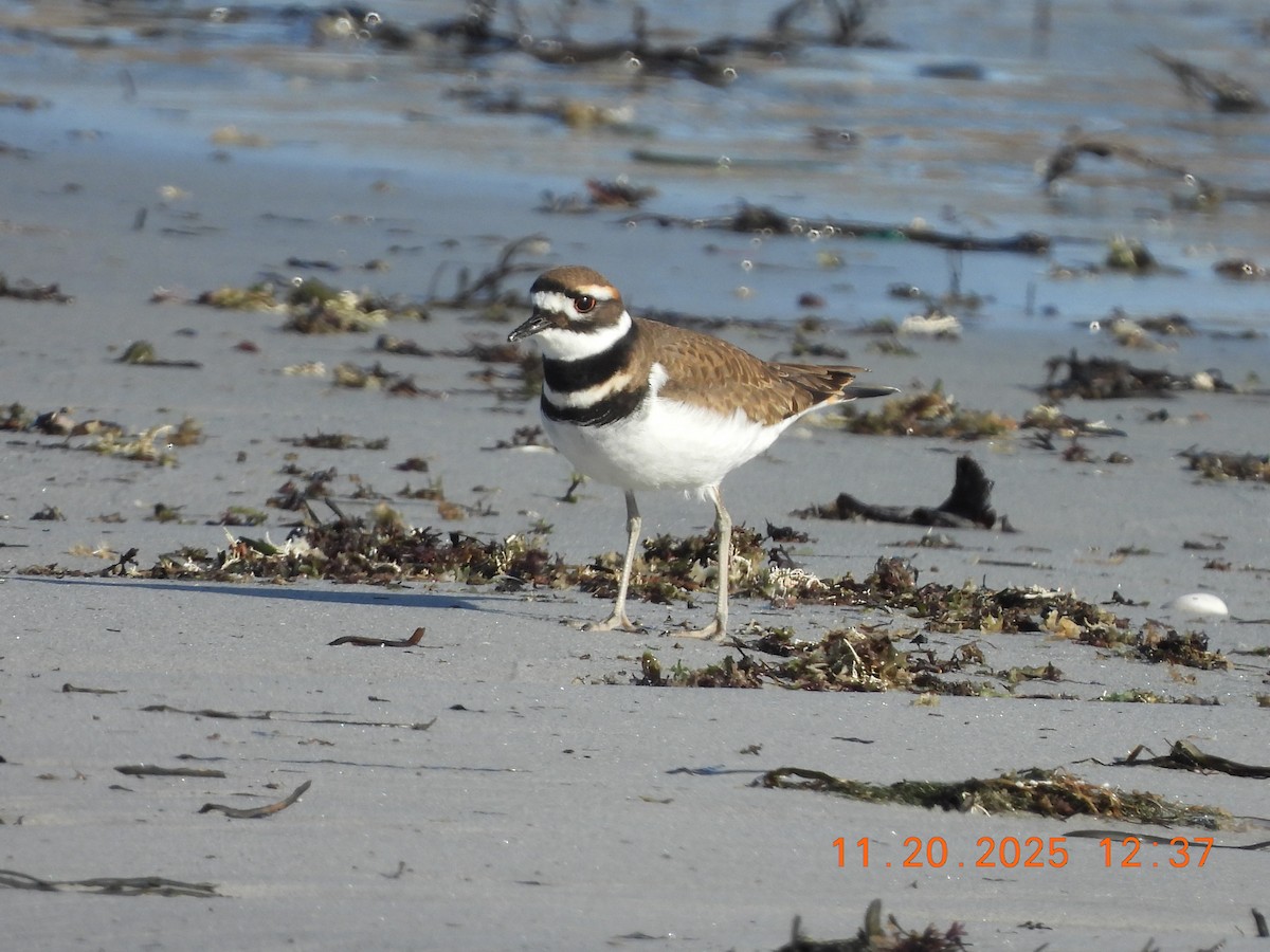 tobeltelo - ML645578886