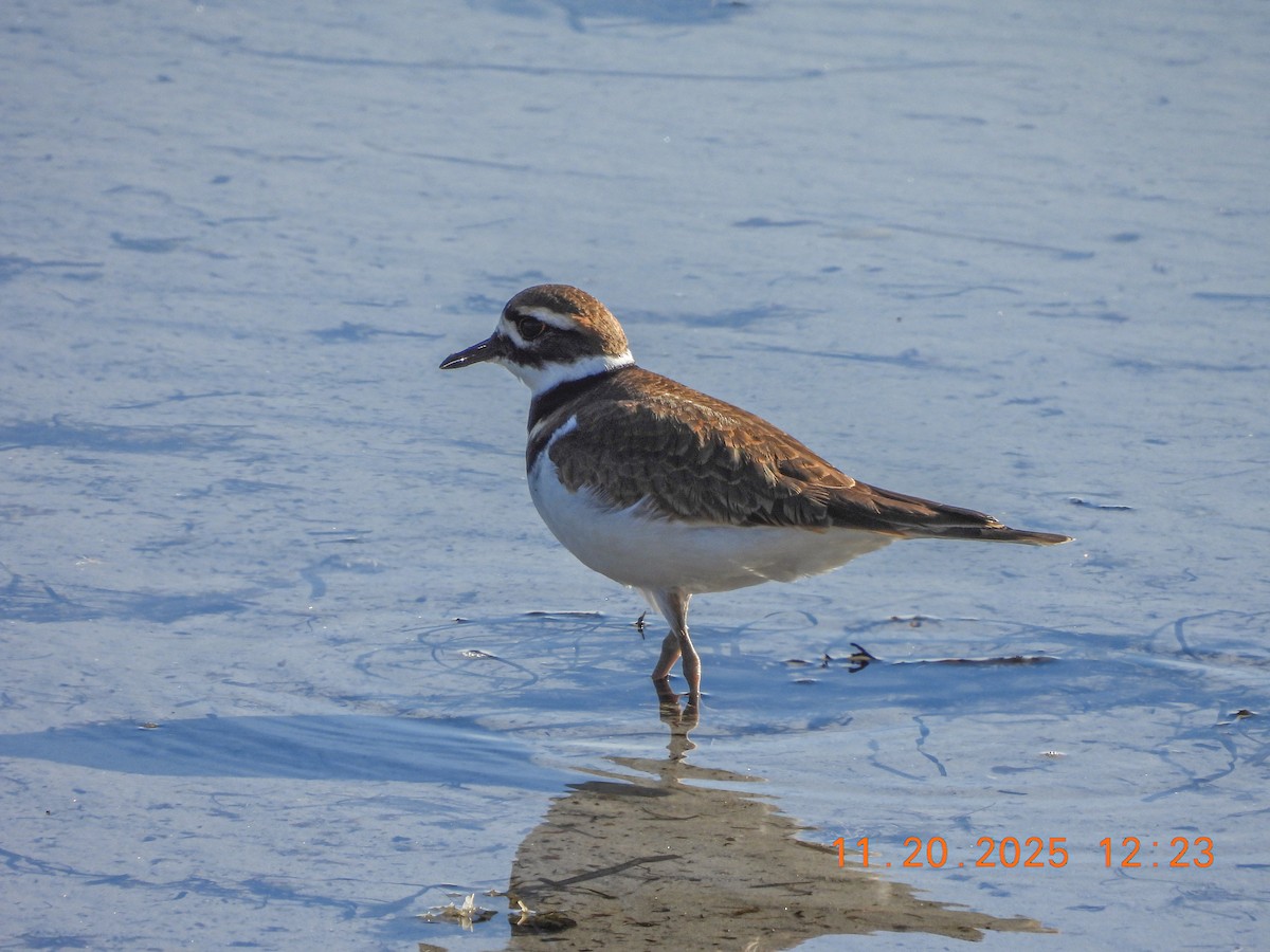 tobeltelo - ML645578887