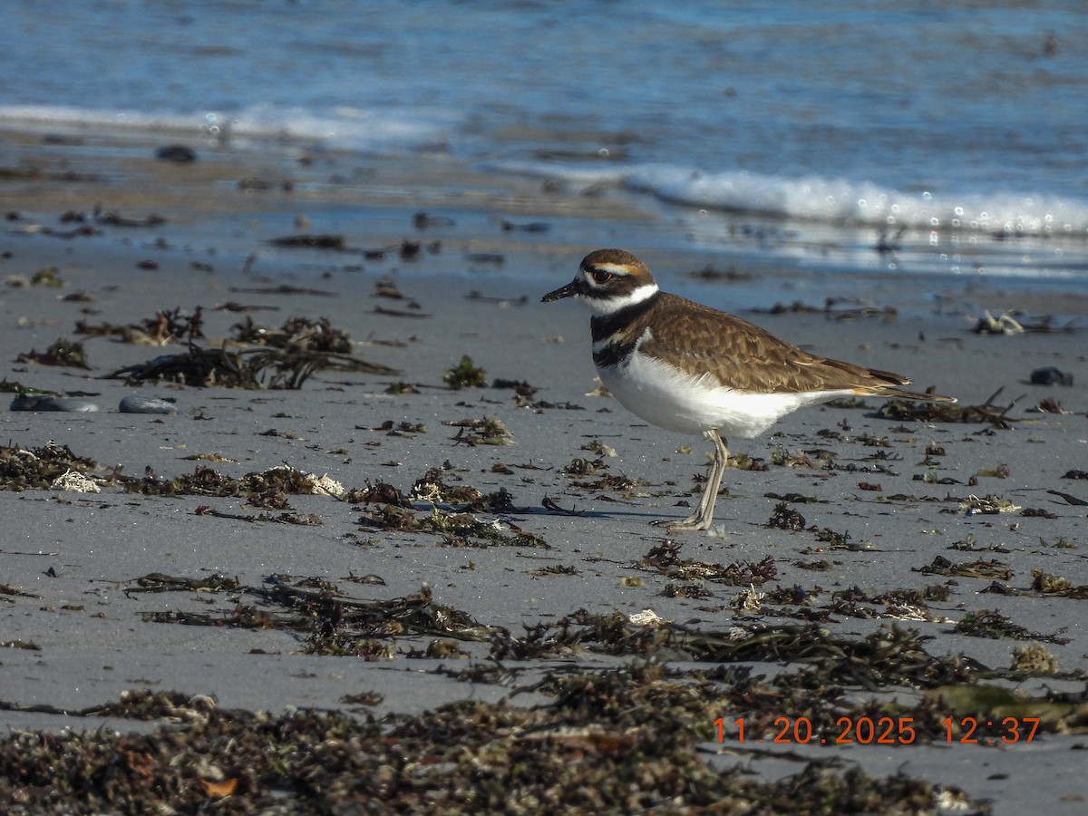 tobeltelo - ML645578889