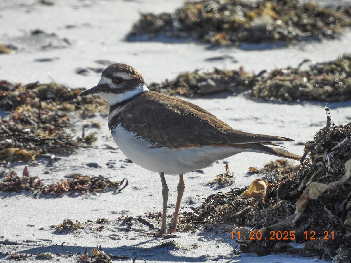 tobeltelo - ML645578890