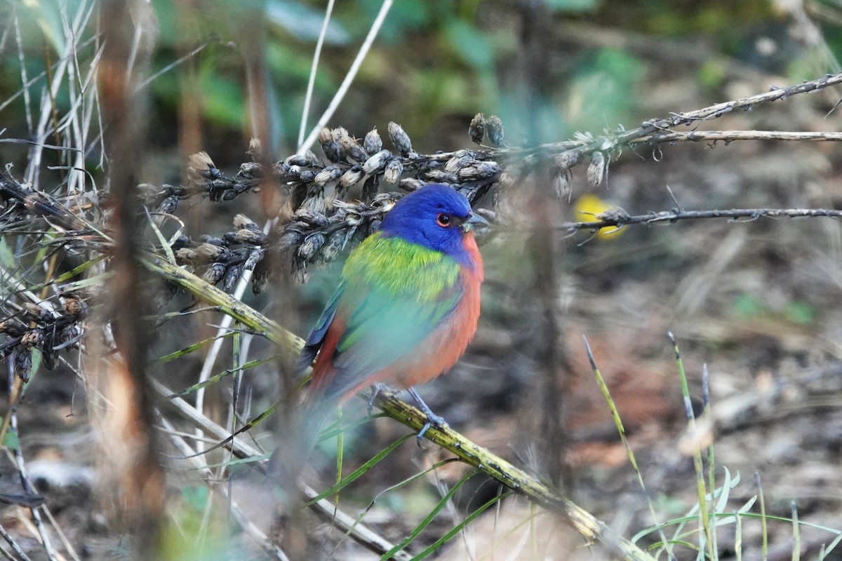 Painted Bunting - ML645578902