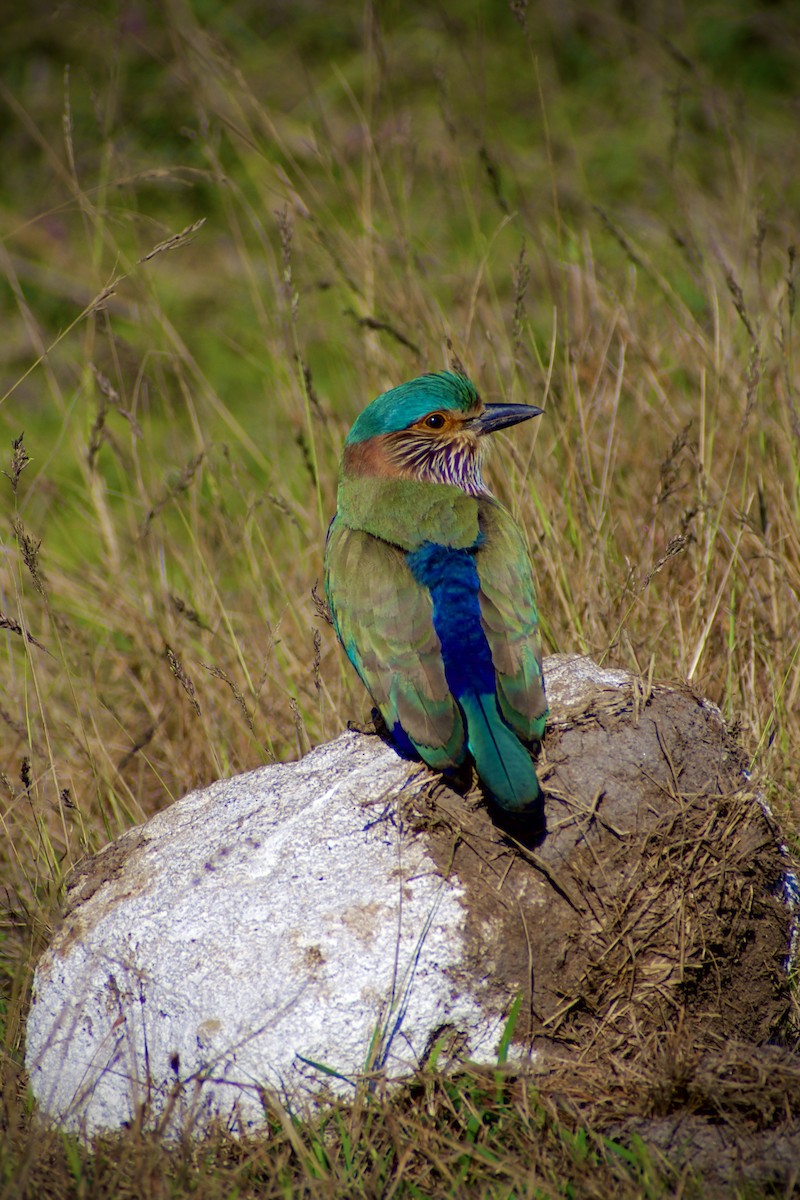Indian Roller - ML645578904
