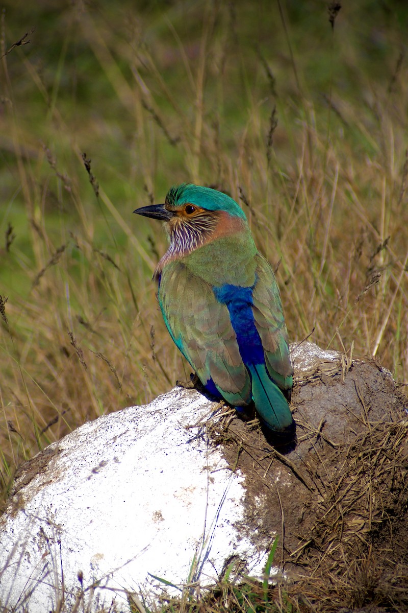 Indian Roller - ML645578905