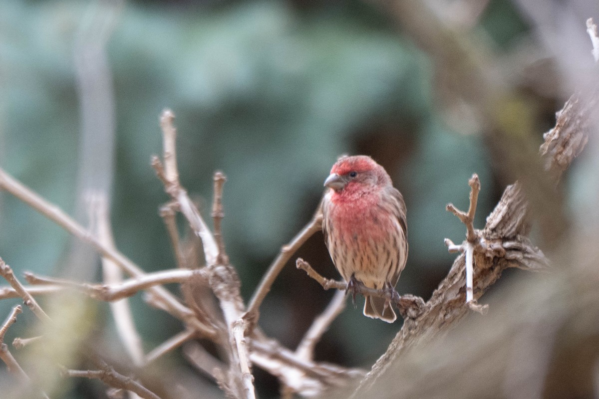 House Finch - ML645578906