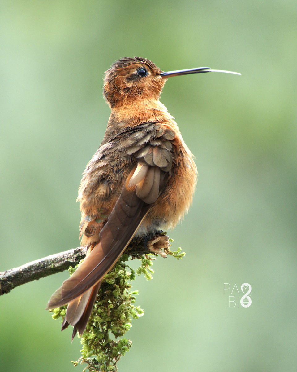 Shining Sunbeam - ML645578907