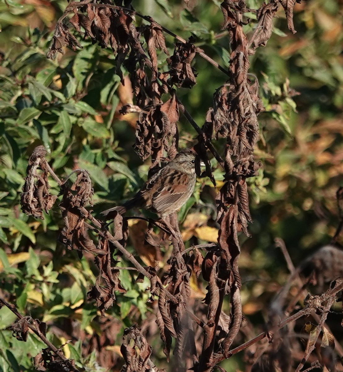 Swamp Sparrow - ML645578908