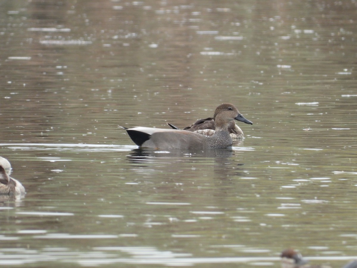 Gadwall - ML645578909