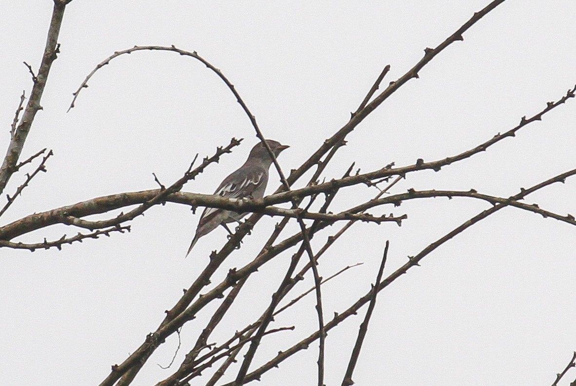 Pompadour Cotinga - ML645578910