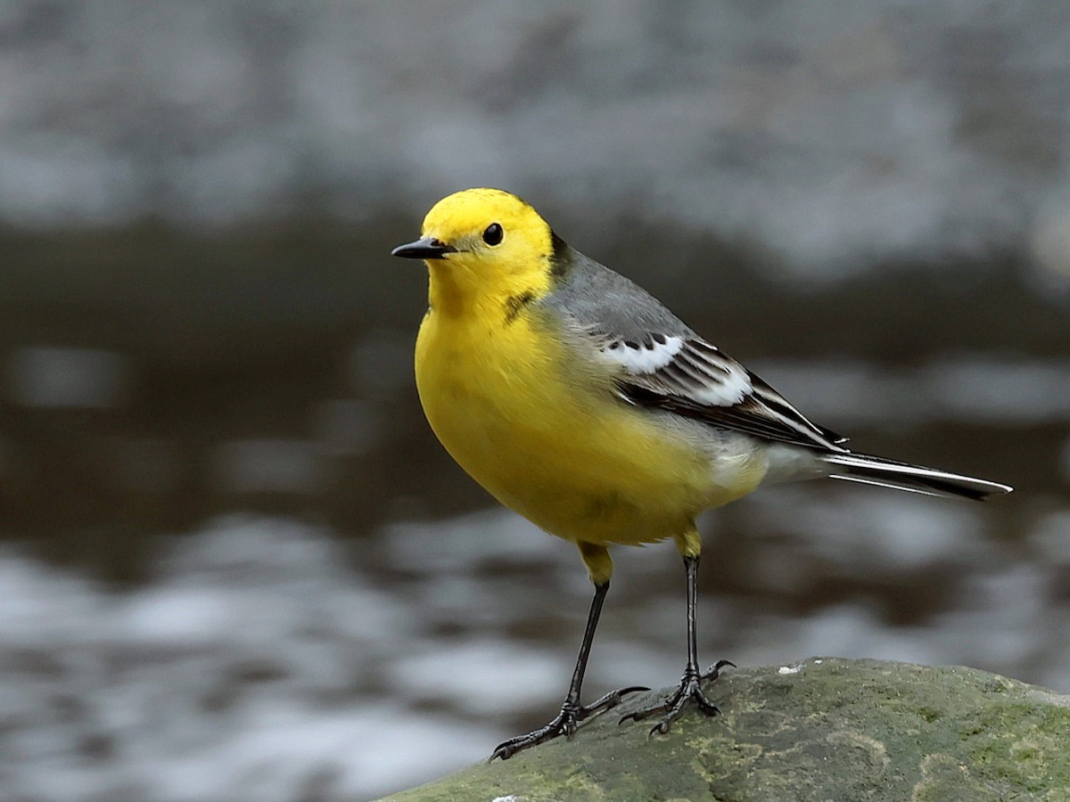 Citrine Wagtail - ML645578911