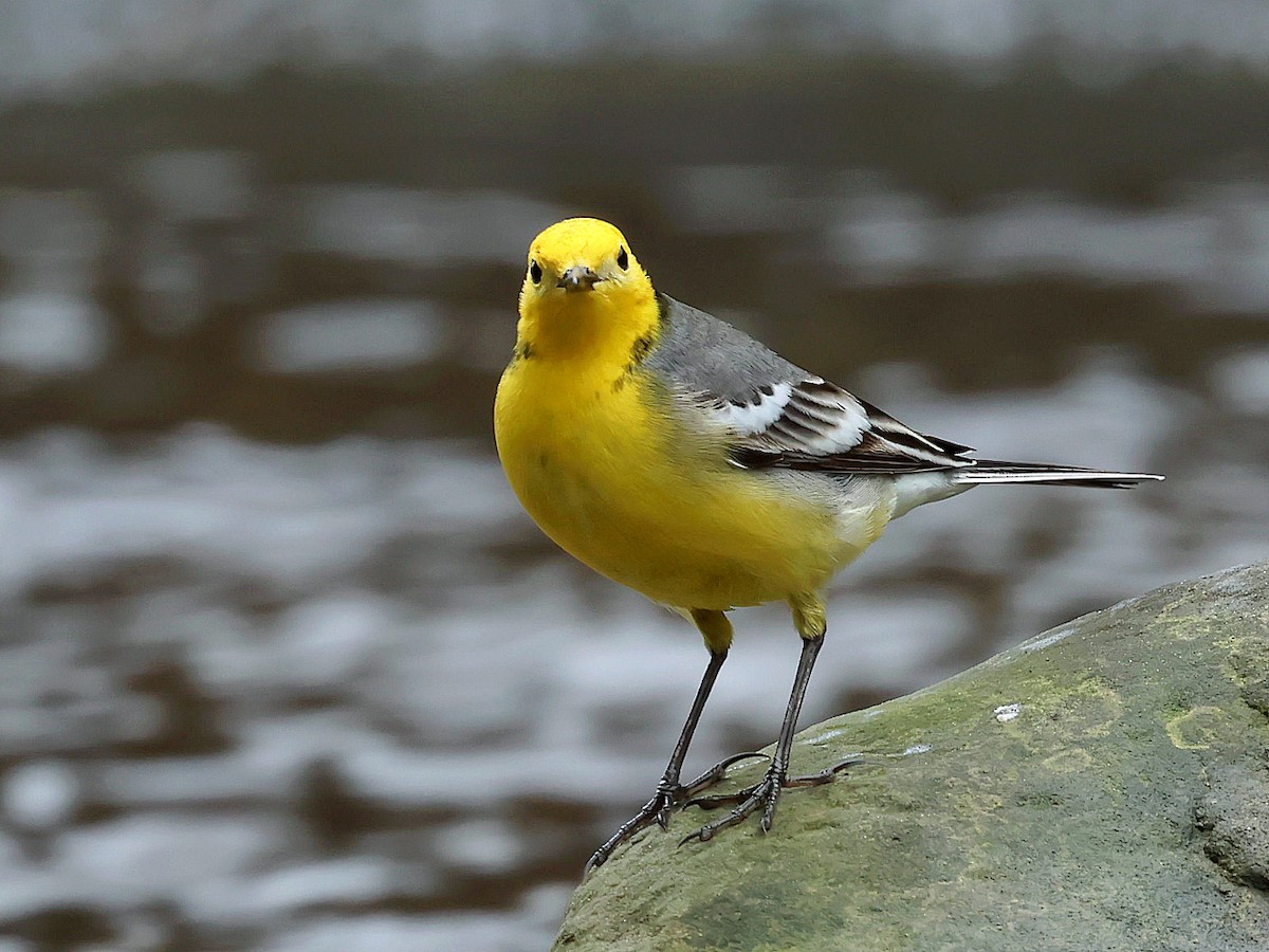 Citrine Wagtail - ML645578912