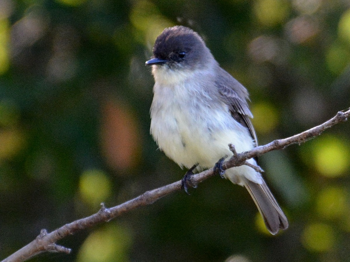 Eastern Phoebe - ML645578913