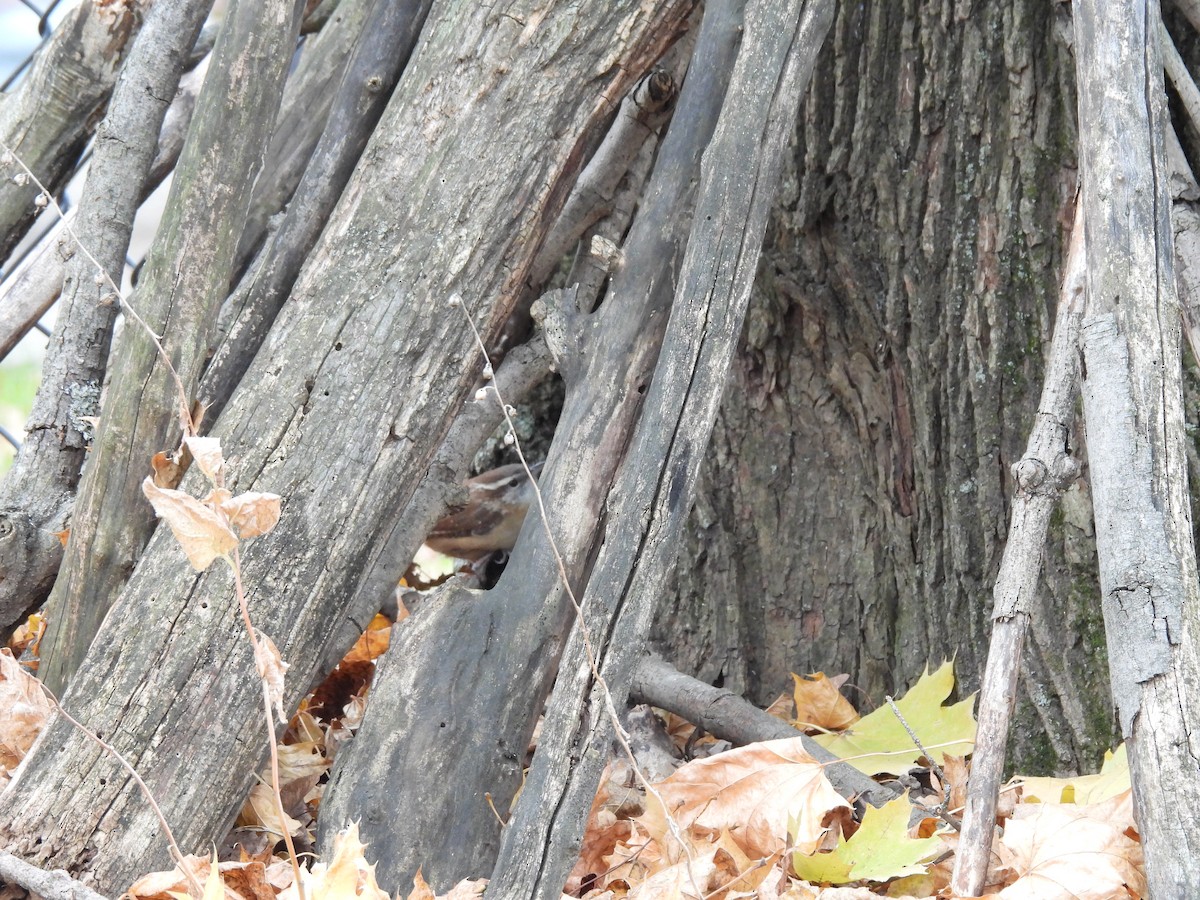 Carolina Wren - ML645578915