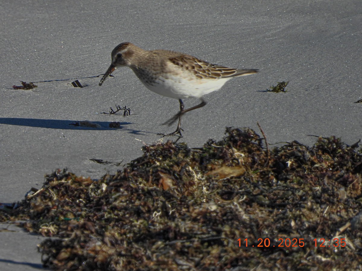 bonapartesnipe - ML645578916