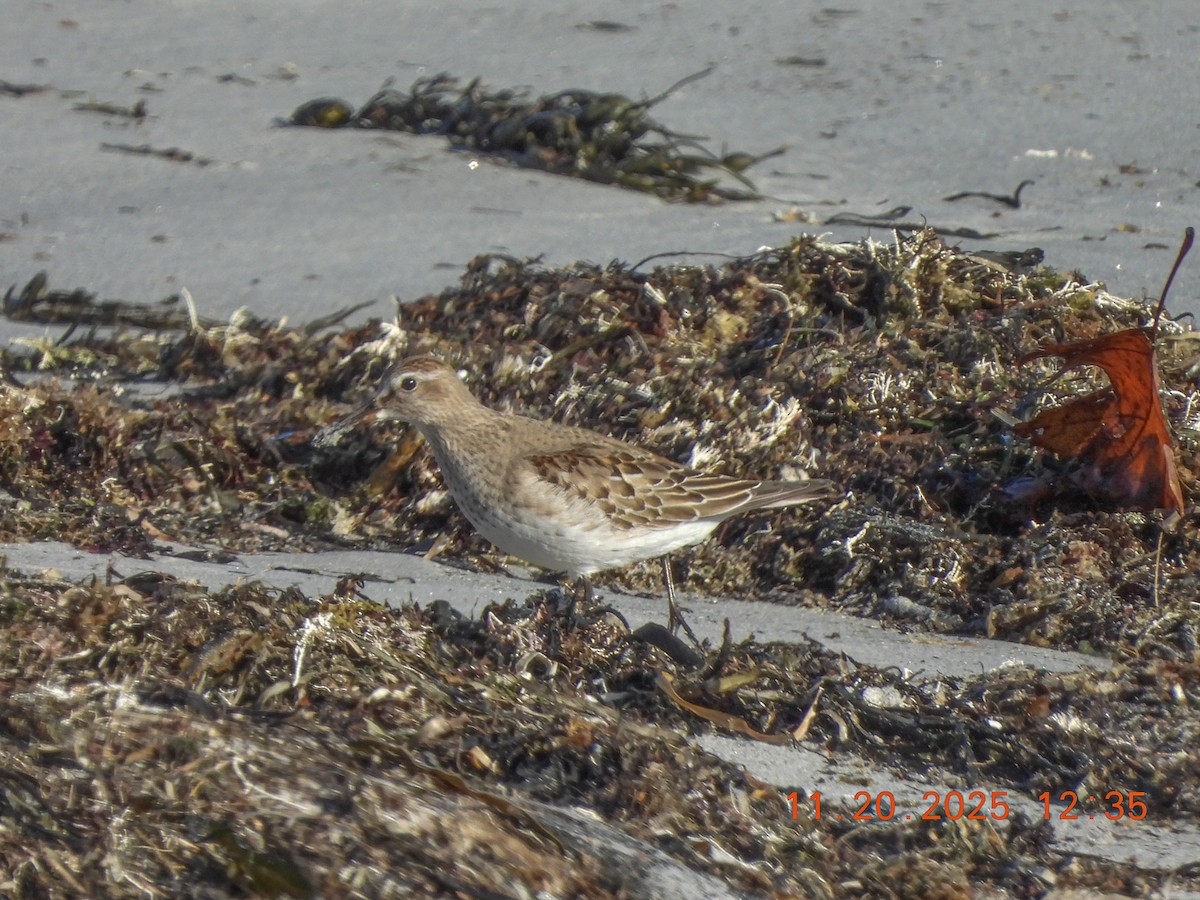 bonapartesnipe - ML645578917