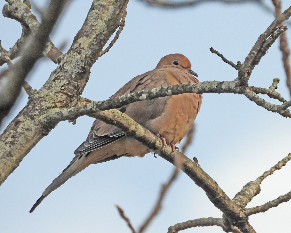 Mourning Dove - ML645578924