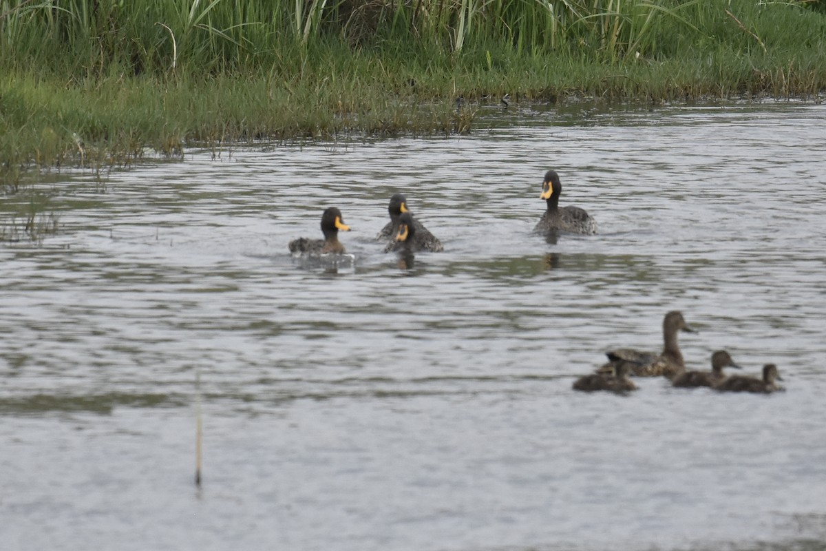 Yellow-billed Duck - ML645578925