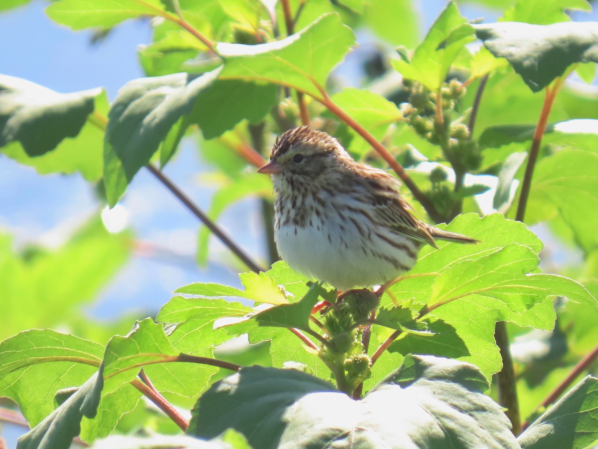 Savannah Sparrow - ML645578926