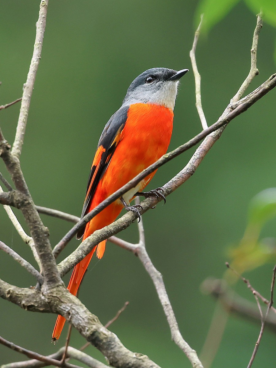 Gray-chinned Minivet - ML645578930