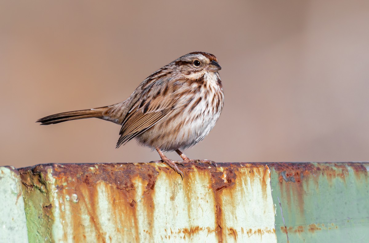 Song Sparrow - ML645578932