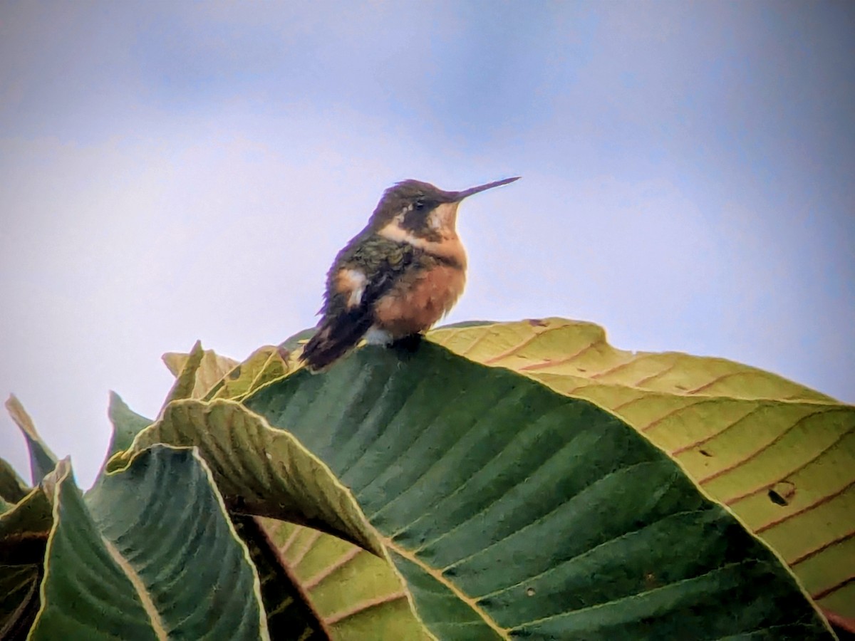 Purple-throated Woodstar - ML645578933