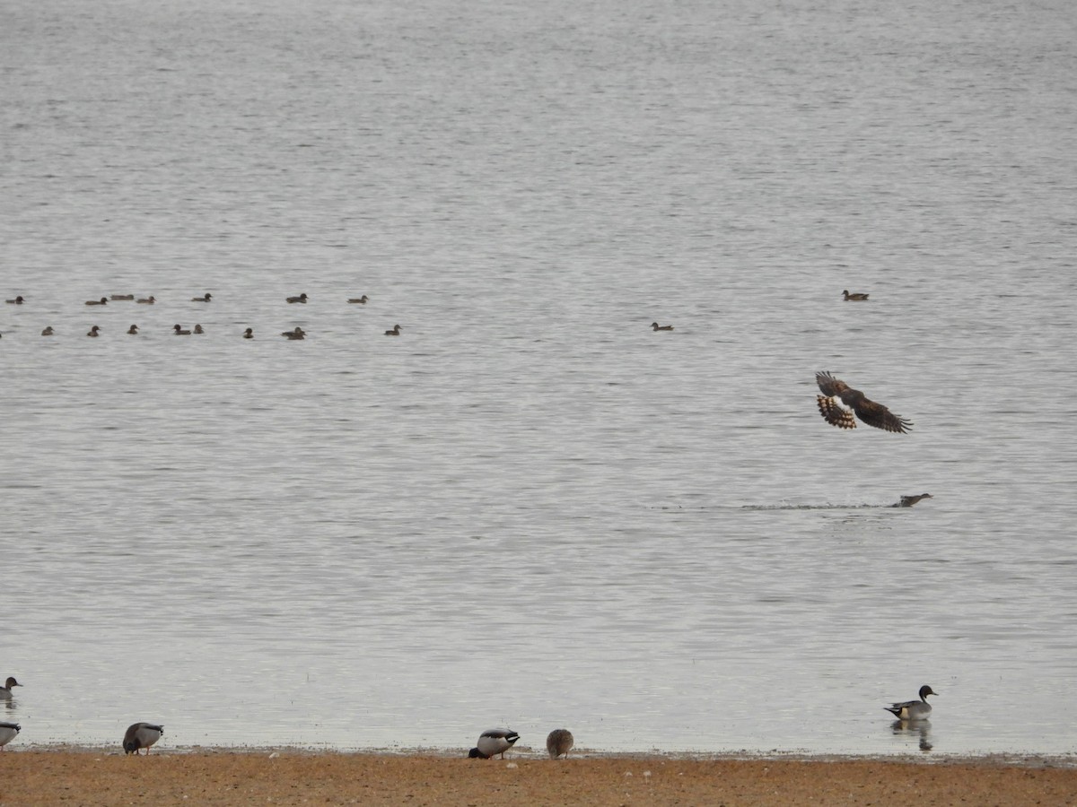 Northern Harrier - ML645578934