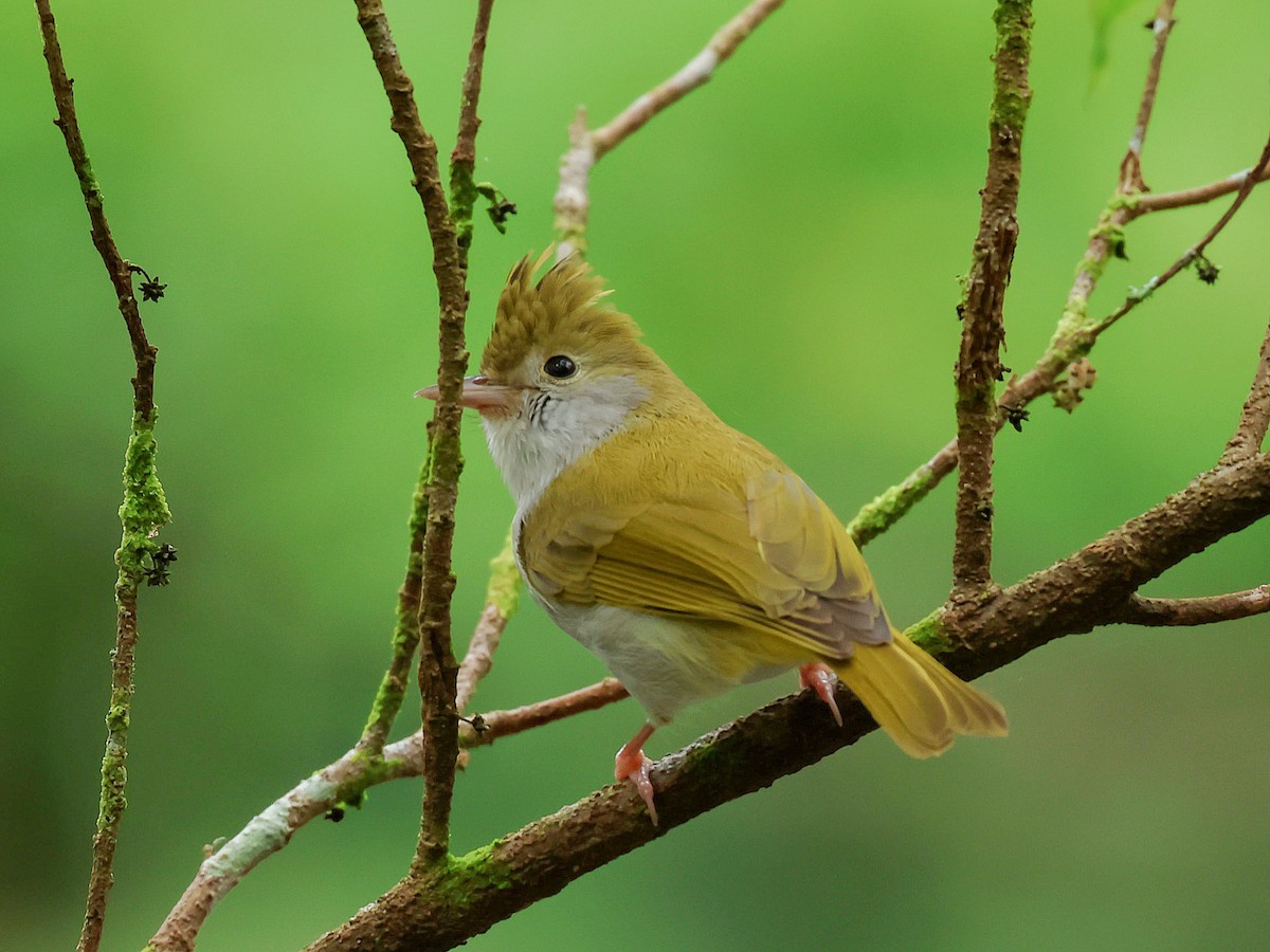 White-bellied Erpornis - ML645578935