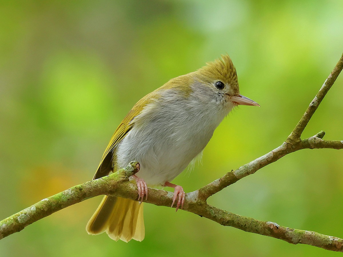 White-bellied Erpornis - ML645578936