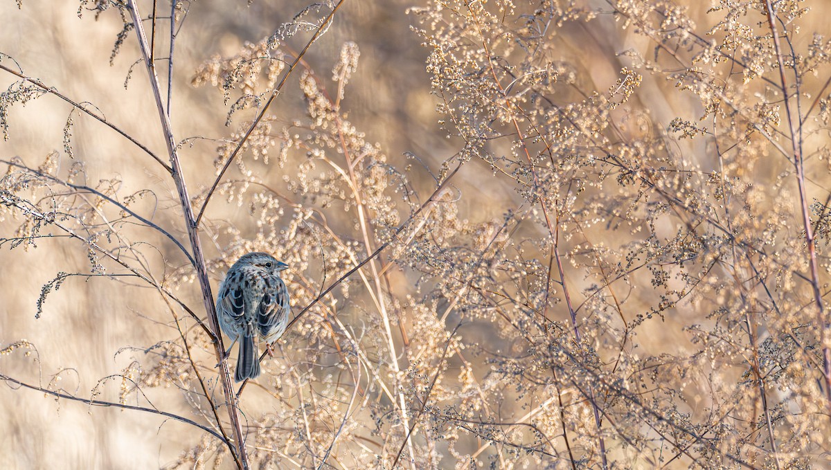 Song Sparrow - ML645578937
