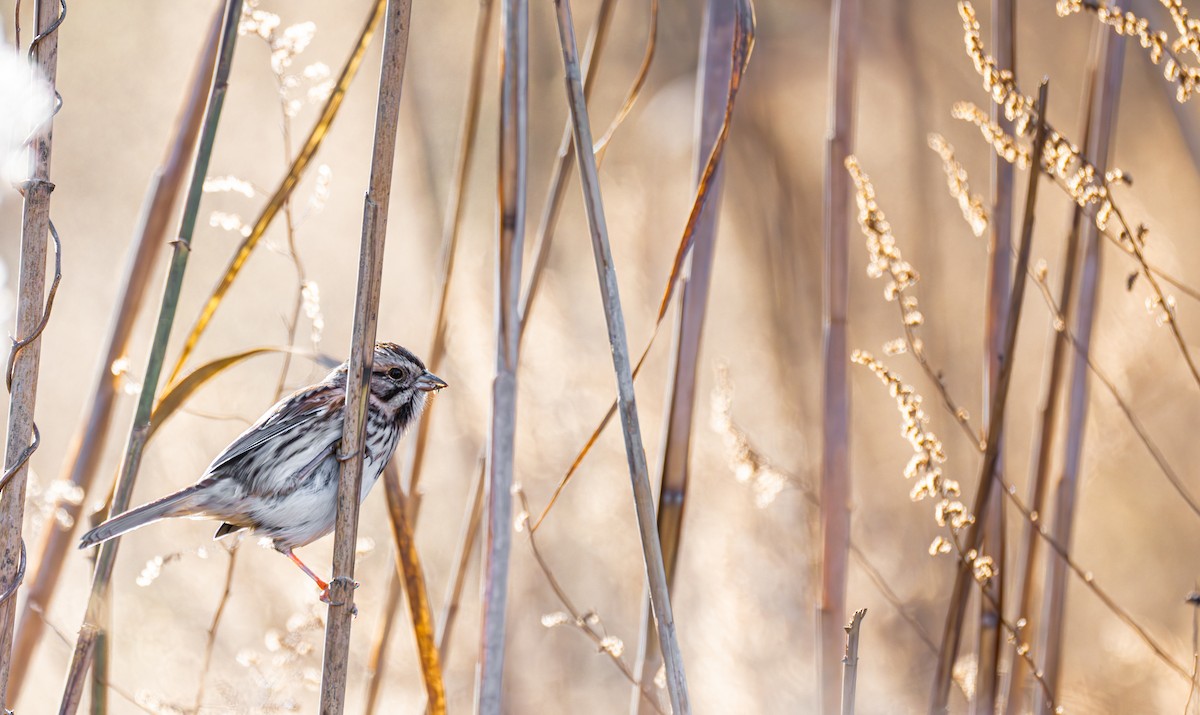 Song Sparrow - ML645578938