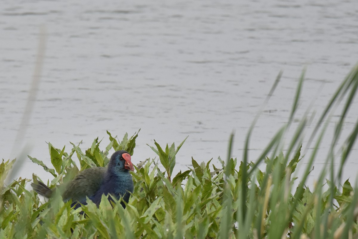 African Swamphen - ML645578939