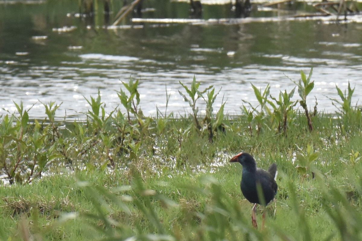 African Swamphen - ML645578940