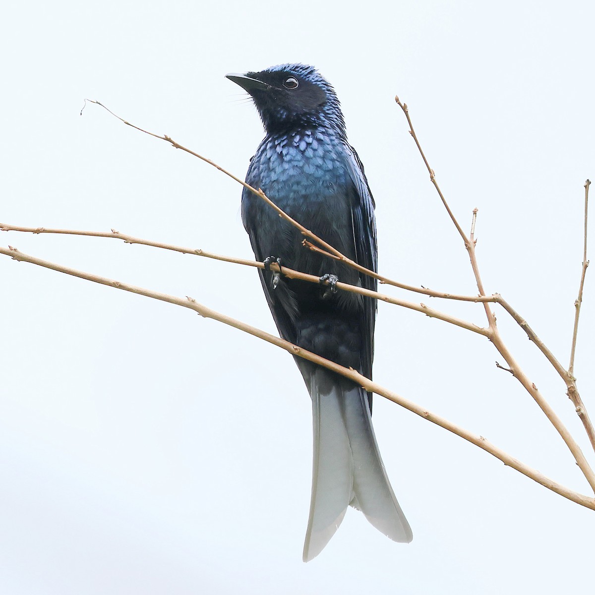 Bronzed Drongo - ML645578943