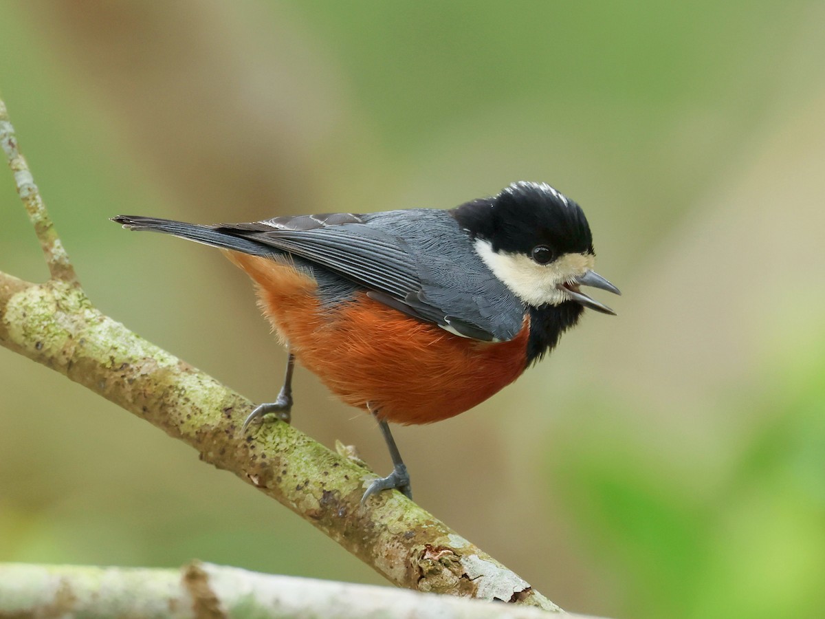 Chestnut-bellied Tit - ML645578951