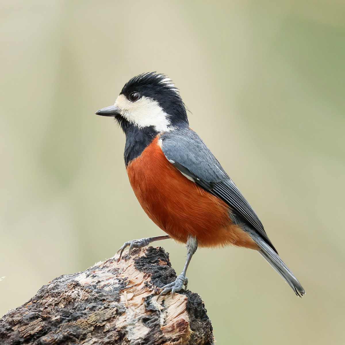 Chestnut-bellied Tit - ML645578952