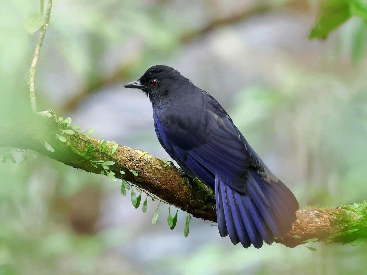 Taiwan Whistling-Thrush - ML645578958