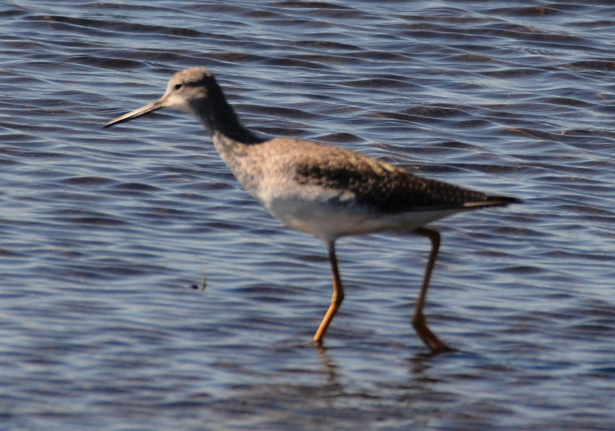 Greater Yellowlegs - ML645578959