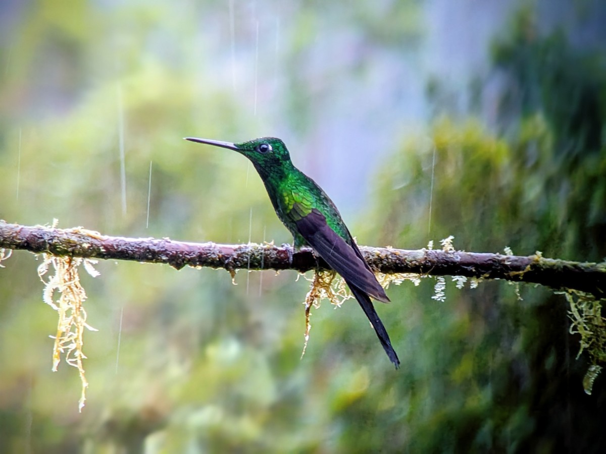 Empress Brilliant - ML645578960